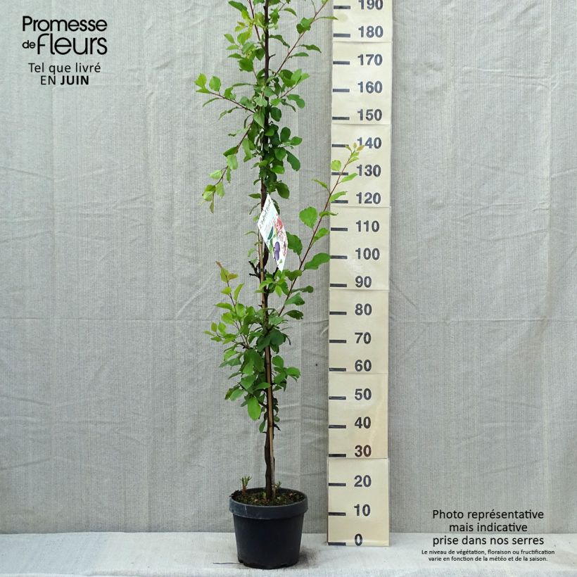 Exemplar von Pflaume zwetschge Quetsche toronto - Prunus domestica Topf mit 6L/7L, Säulenförmig wie im Frühjahr geliefert