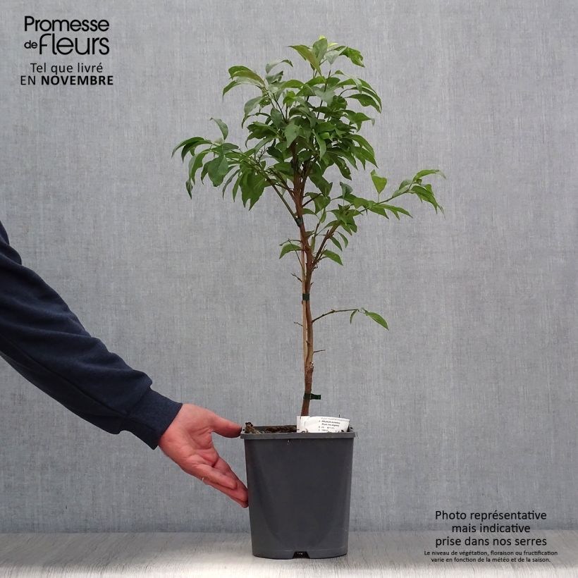 Exemplar von Pflaume Fruit Me Plum Me Angeleno - Prunus domestica Topf mit 4L/5L, Zwergform wie im Herbst geliefert