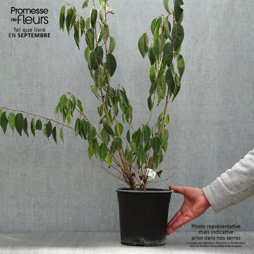 Exemplar von Zierkirsche Okame - Prunus Topf mit 4L/5L wie im Herbst geliefert