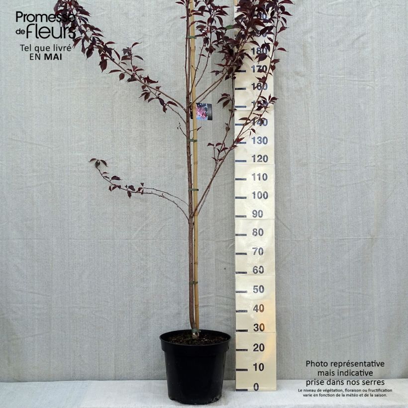 Exemplar von Zierkirsche Royal Burgundy - Prunus serrulata Topf mit 12L/15L wie im Frühjahr geliefert