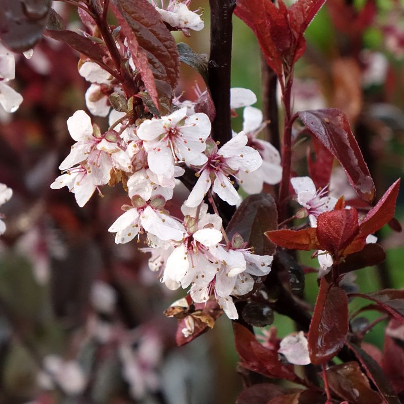 Zwerg-Blutpflaume - Prunus cistena (Blüte)