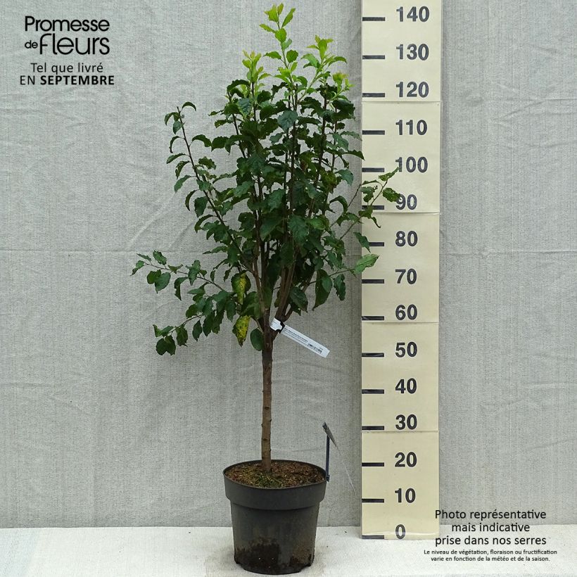Exemplar von Pflaume Hanna - Prunus domestica Topf mit 7,5L/10L wie im Herbst geliefert