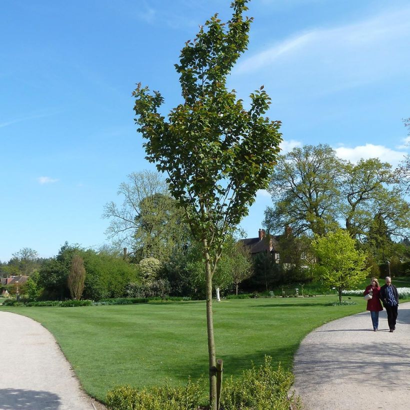 Hilliers Kirsche Spire - Prunus hillieri (Hafen)