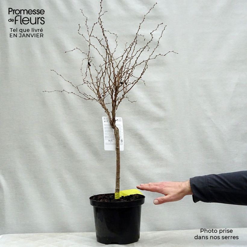 Exemplar von Fuji-Kirsche Kojo no mai - Prunus incisa Topf mit 4L/5L wie im Winter geliefert