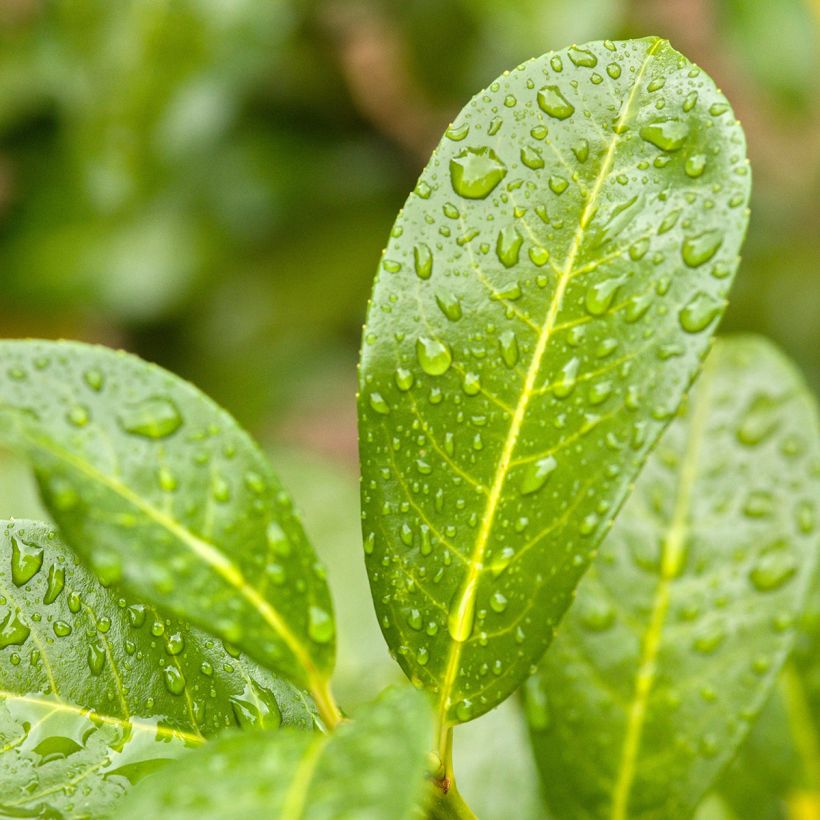 Kirschlorbeer Ani - Prunus laurocerasus (Laub)