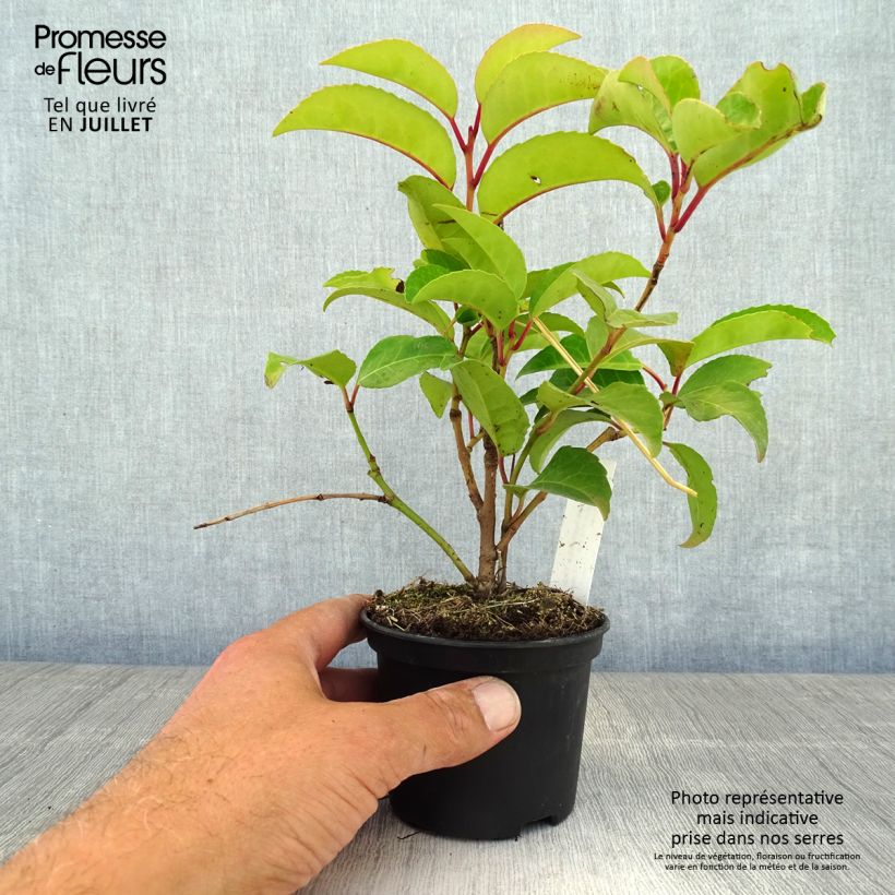 Exemplar von Portugiesische Lorbeerkirsche Tico - Prunus lusitanica subsp. azorica Kleine Töpfe von 8/9 cm wie im Sommer geliefert