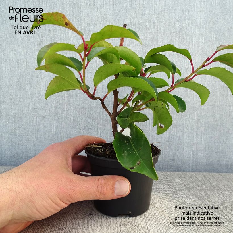 Exemplar von Portugiesische Lorbeerkirsche Tico - Prunus lusitanica subsp. azorica Kleine Töpfe von 8/9 cm wie im Frühjahr geliefert