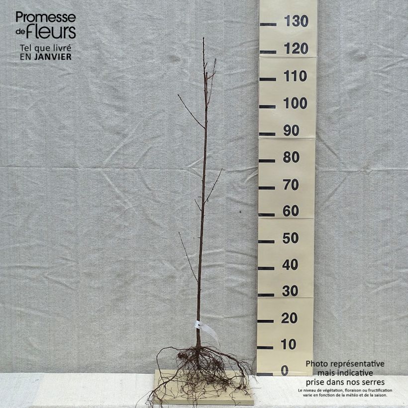 Exemplar von Steinweichsel - Prunus mahaleb Wurzelnackt wie im Winter geliefert