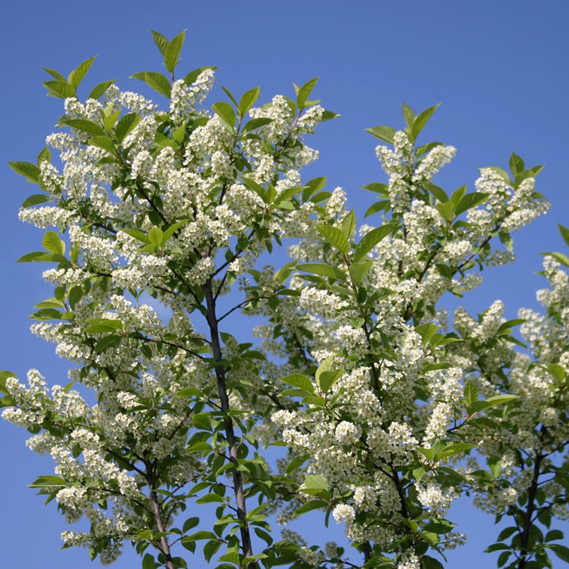 Gewöhnliche Trauben-Kirsche Nana - Prunus padus (Blüte)