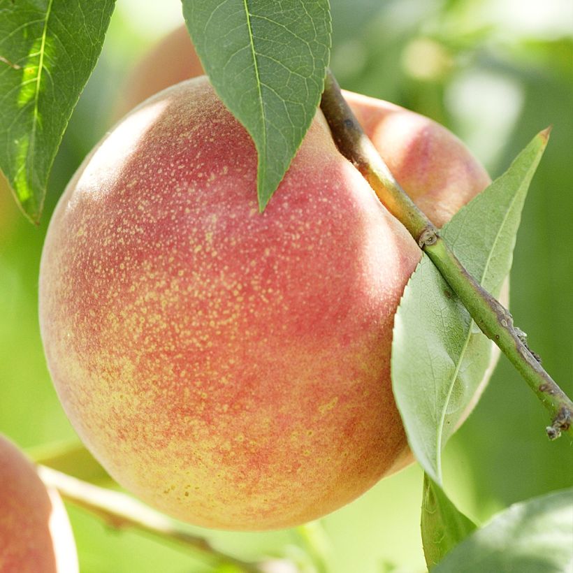 Pfirsich Vigne Blanche (Ernte)