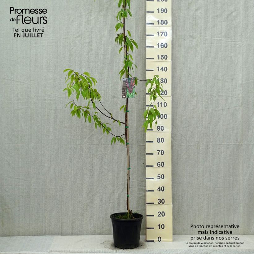 Exemplar von Mahagoni-Kirsche Amber Scots - Prunus serrula Topf mit 7,5L/10L, Stämmchen wie im Sommer geliefert