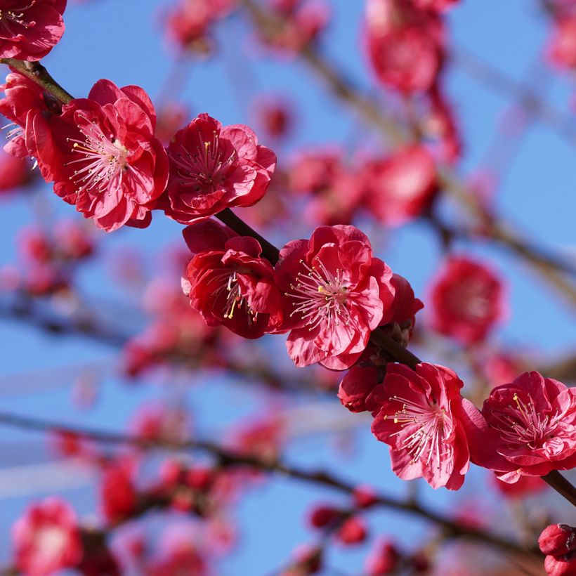 Zierpfirsich Melred Weeping - Prunus persica (Blüte)