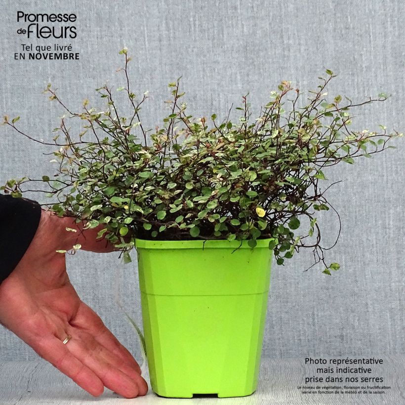 Exemplar von Pseudanthus tasmanicus Radiance Topf mit 1,5L/2L wie im Herbst geliefert