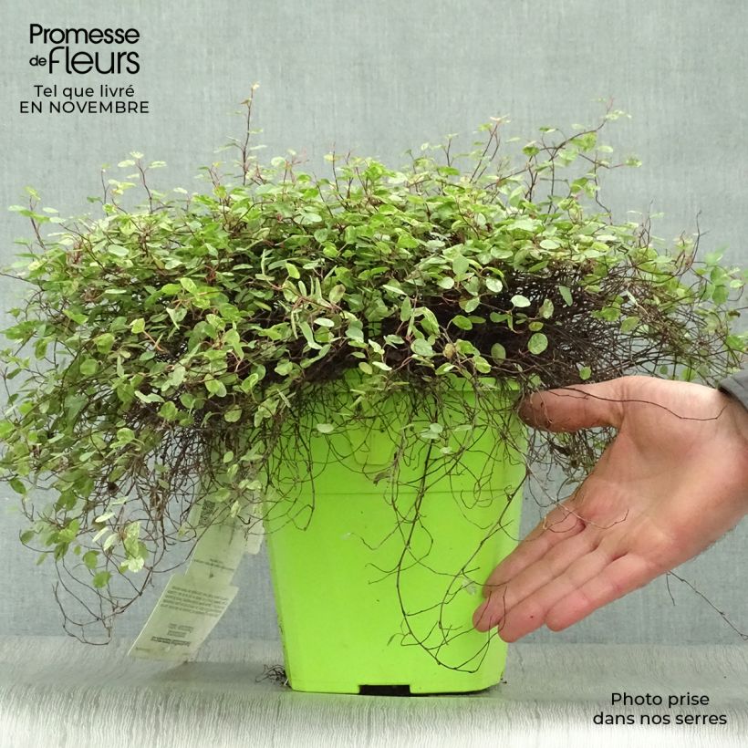 Exemplar von Pseudanthus tasmanicus Radiance Topf mit 4L/5L wie im Herbst geliefert