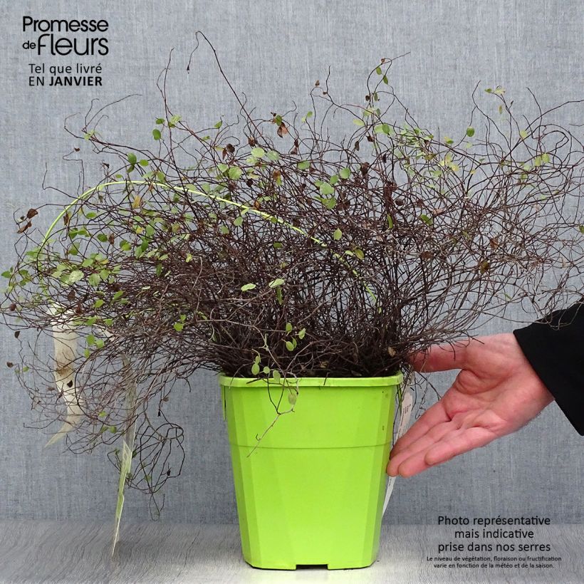 Exemplar von Pseudanthus tasmanicus Radiance Topf mit 4L/5L wie im Winter geliefert