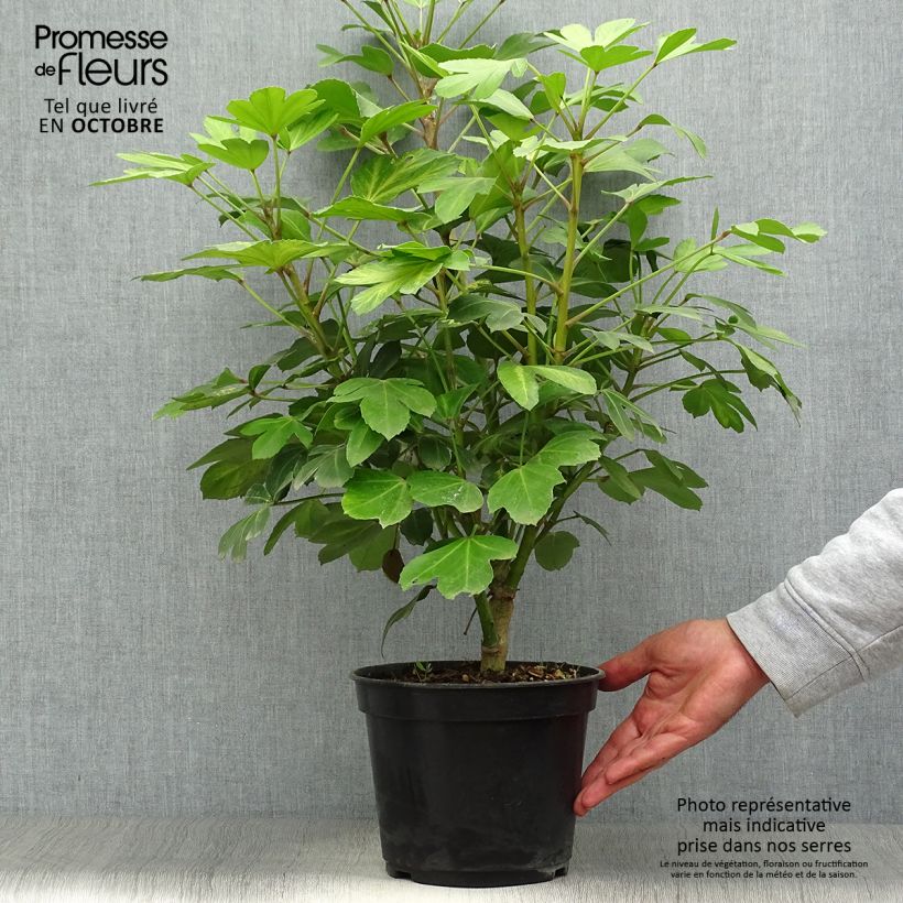 Exemplar von Pseudopanax Gecko Gold Topf mit 3L/4L wie im Herbst geliefert