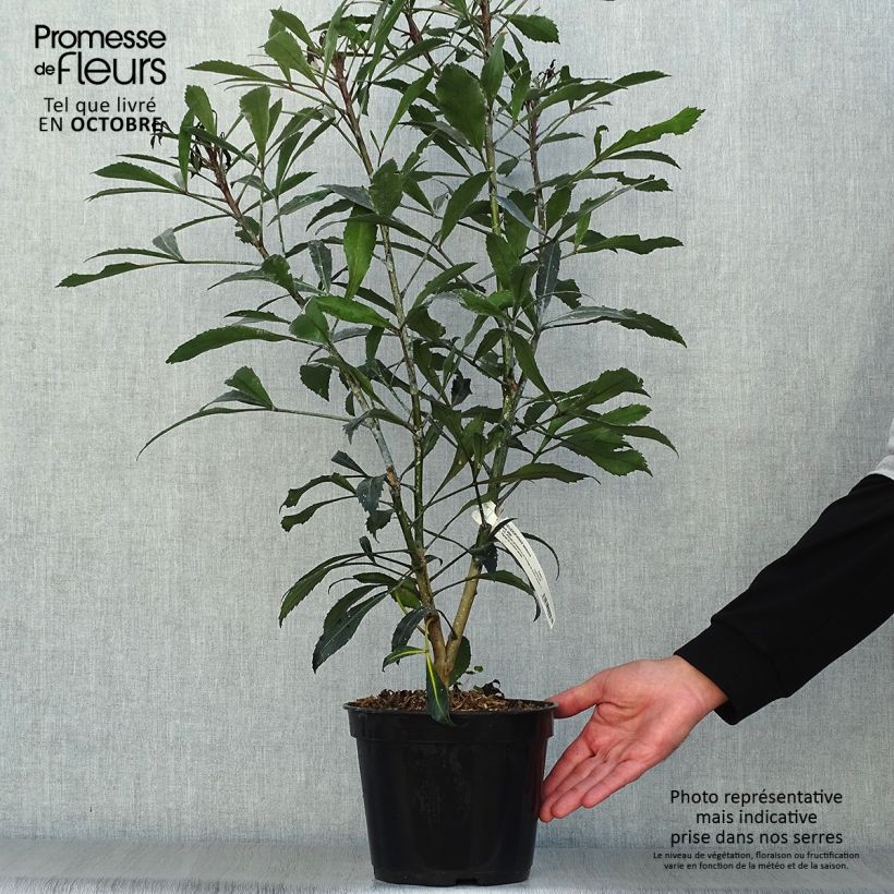 Exemplar von Pseudopanax Dark Star Topf mit 2L/3L wie im Herbst geliefert