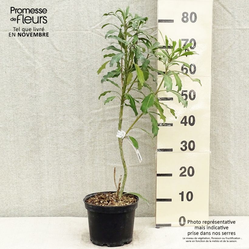 Exemplar von Pseudopanax Goldfinger Topf mit 3L/4L wie im Herbst geliefert