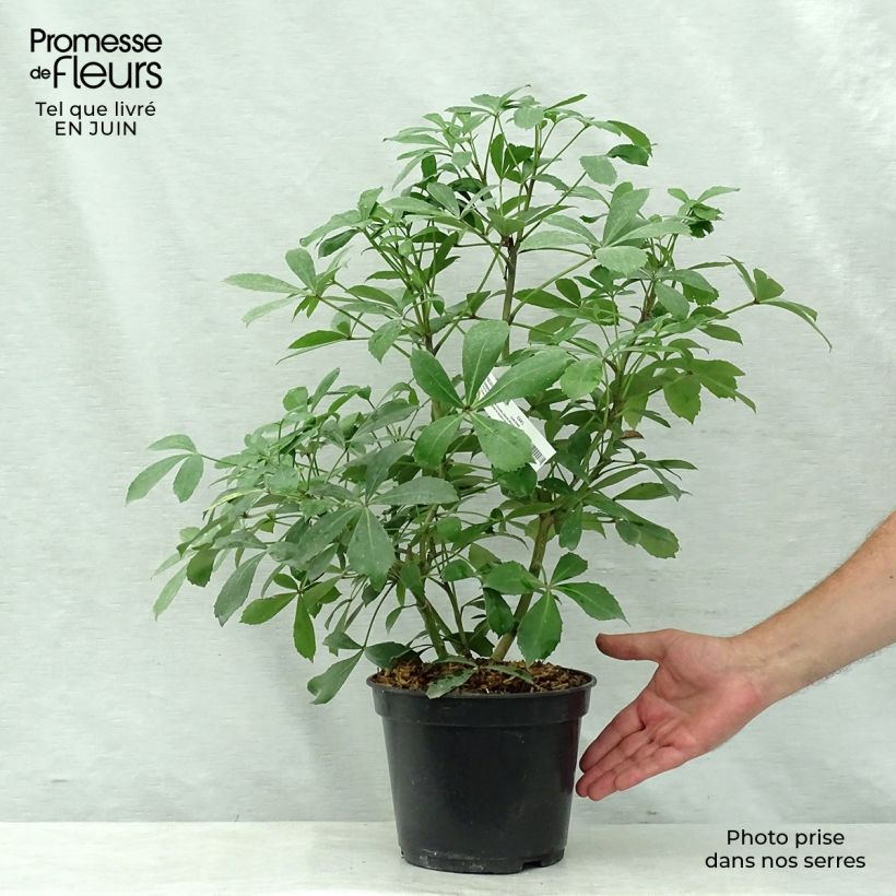 Exemplar von Pseudopanax Goldsplash Topf mit 3L/4L wie im Sommer geliefert