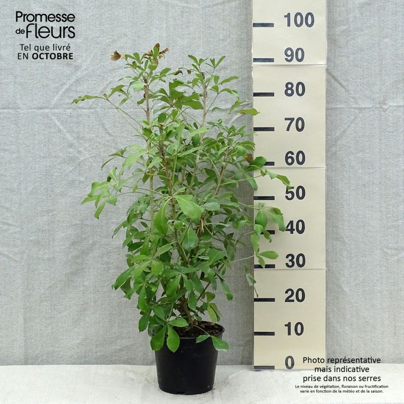 Exemplar von Pseudopanax Goldsplash Topf mit 3L/4L wie im Herbst geliefert