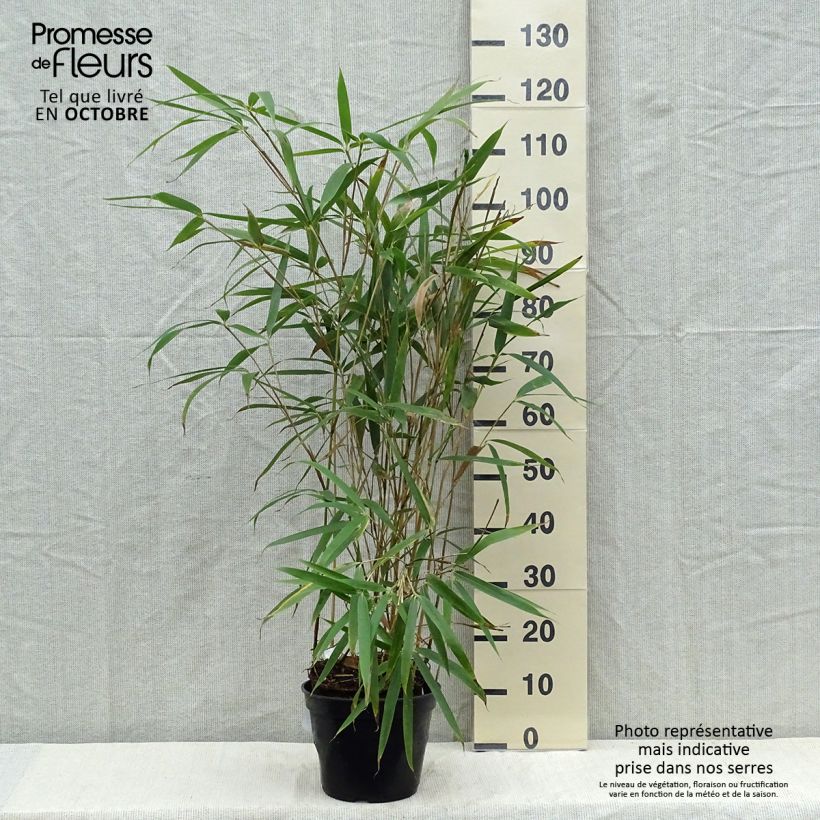 Exemplar von Pseudosasa japonica Tsutsumiana - Breitblattbambus Topf mit 4L/5L wie im Herbst geliefert