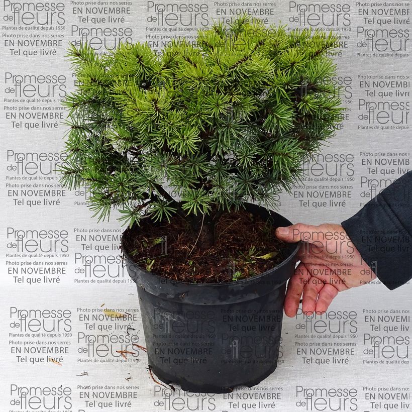 Beispiel eines Exemplars von Pseudotsuga menziesii Bhiela Lhota - Douglasie Topf mit 4L/5L wie geliefert