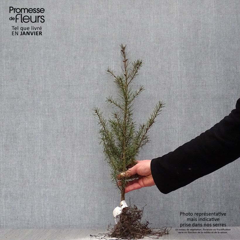 Exemplar von Pseudotsuga menziesii - Douglasie Wurzelnackt wie im Winter geliefert