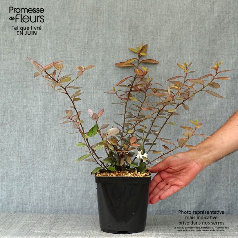 Exemplar von Pseudowintera colorata - Pfefferholz Topf mit 2L/3L wie im Sommer geliefert