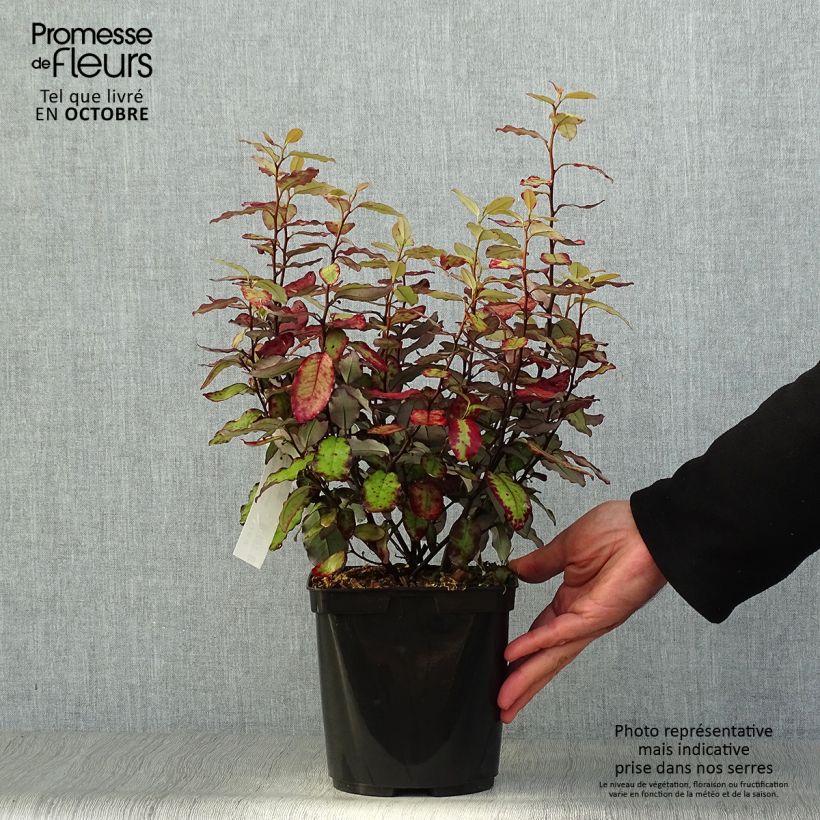 Exemplar von Pseudowintera colorata Red Leopard - Pfefferholz Topf mit 2L/3L wie im Herbst geliefert