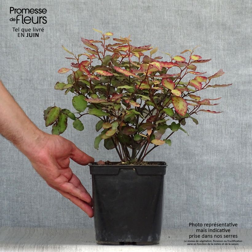 Exemplar von Pseudowintera colorata Red Leopard - Pfefferholz Topf mit 2L/3L wie im Sommer geliefert