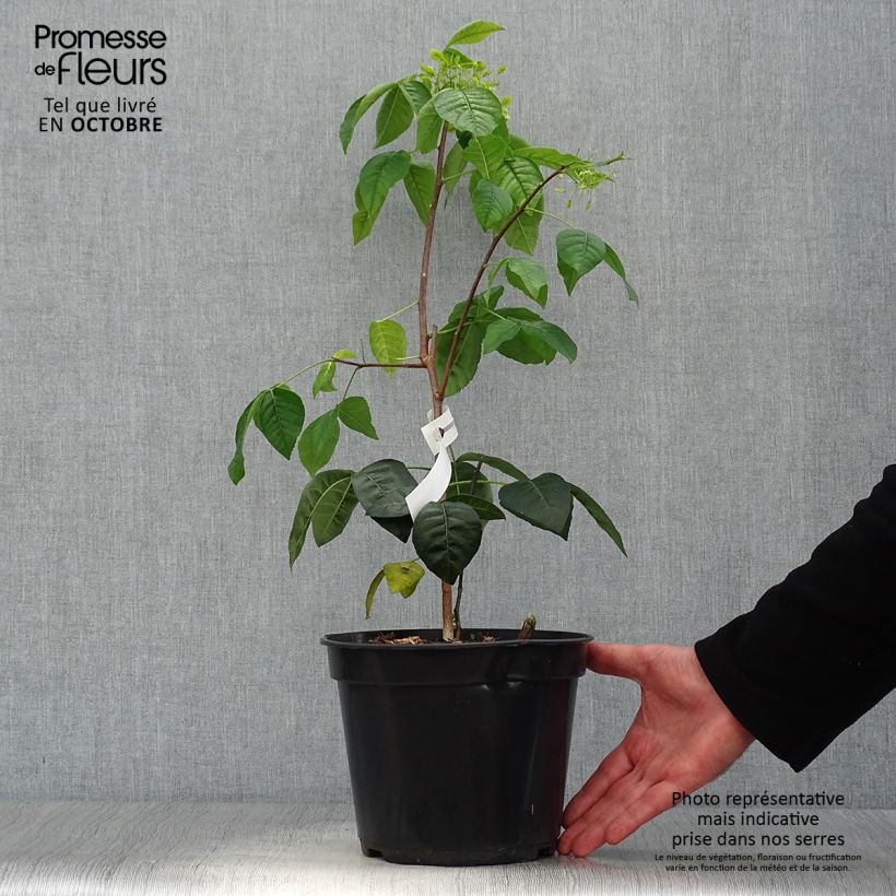 Exemplar von Ptelea trifoliata Aurea - Kleeulme Topf mit 3L/4L wie im Herbst geliefert