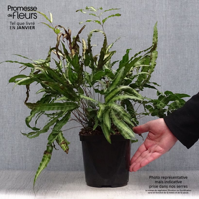 Exemplar von Pteris nipponica - Japanische Saumfarn Topf mit 3L/4L wie im Winter geliefert