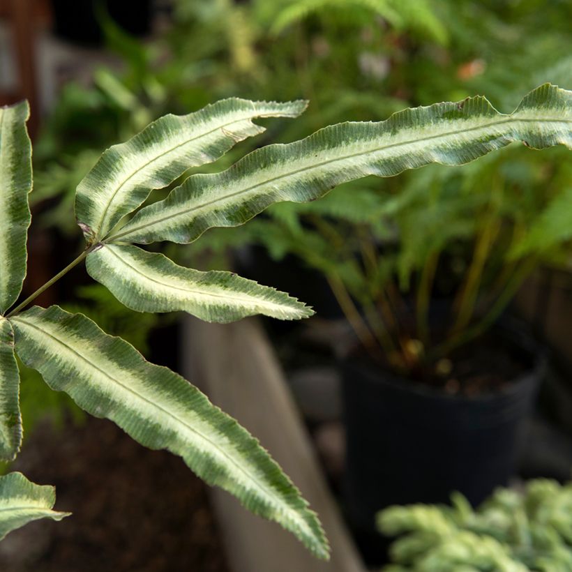 Pteris nipponica - Japanische Saumfarn (Laub)