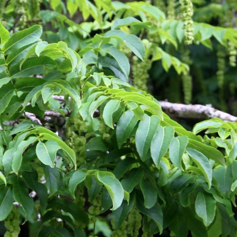 Kaukasische Flügelnuss - Pterocarya fraxinifolia (Laub)