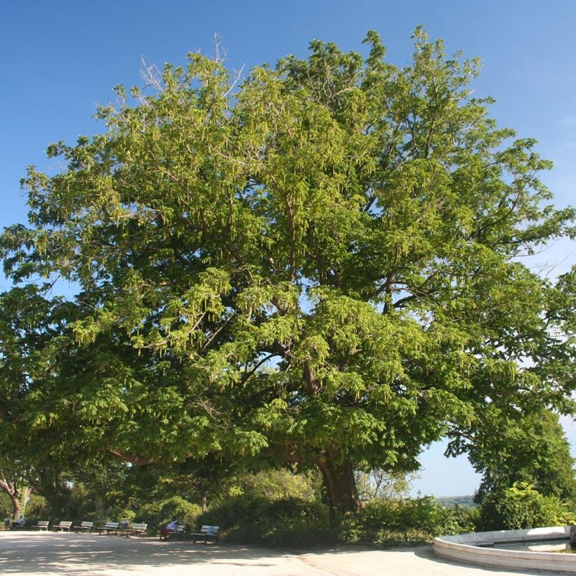 Kaukasische Flügelnuss - Pterocarya fraxinifolia (Hafen)