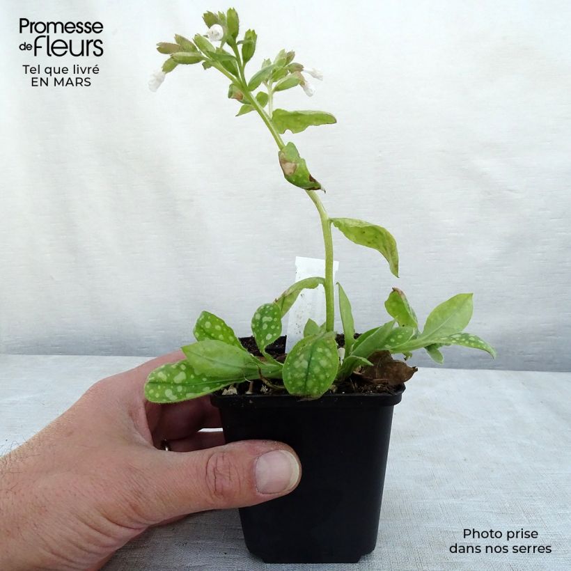 Exemplar von Lungenkraut Ice Ballet - Pulmonaria Kleine Töpfe von 8/9 cm wie im Winter geliefert