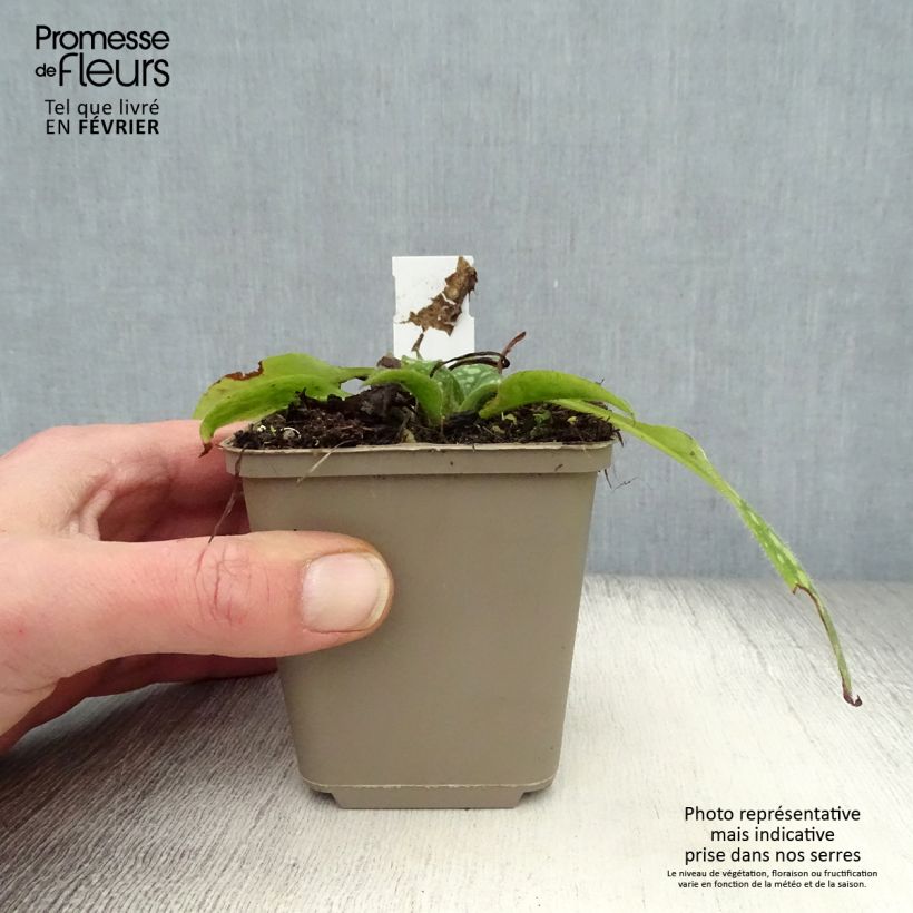 Exemplar von Lungenkraut Shrimps on the Barbie - Pulmonaria Kleine Töpfe von 8/9 cm wie im Winter geliefert