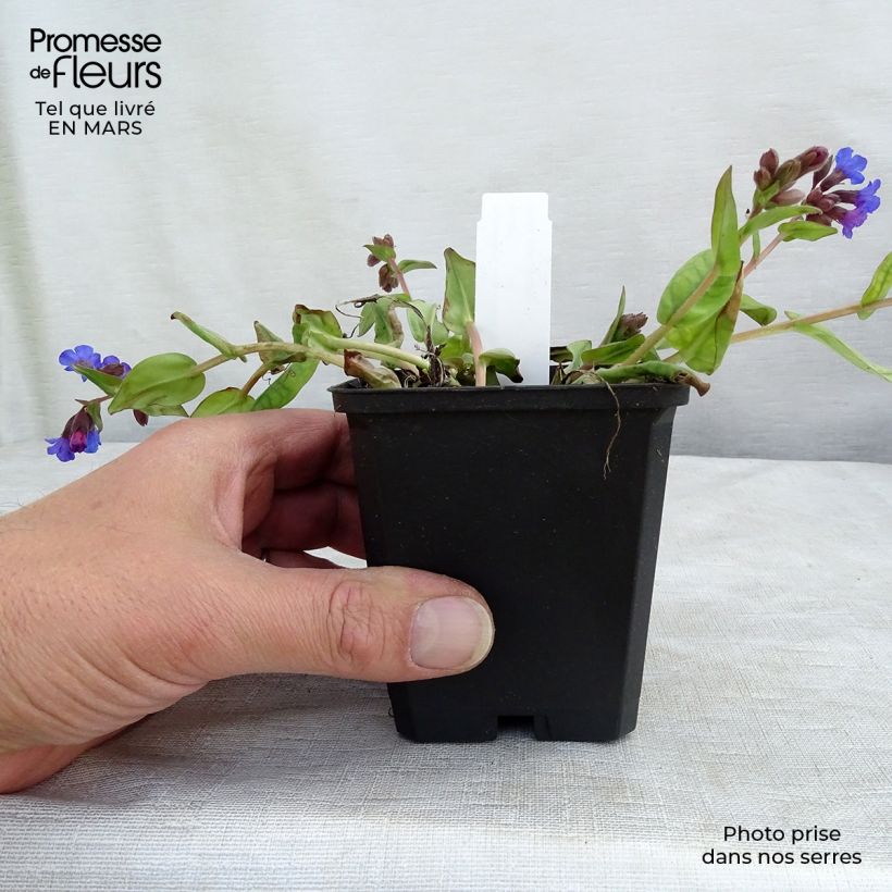 Exemplar von Lungenkraut Blue Ensign - Pulmonaria Kleine Töpfe von 8/9 cm wie im Frühjahr geliefert