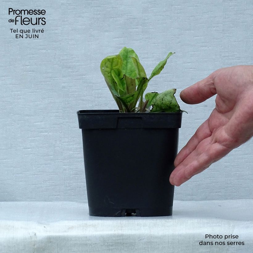 Exemplar von Lungenkraut Blue Ensign - Pulmonaria Topf mit 2L/3L wie im Sommer geliefert
