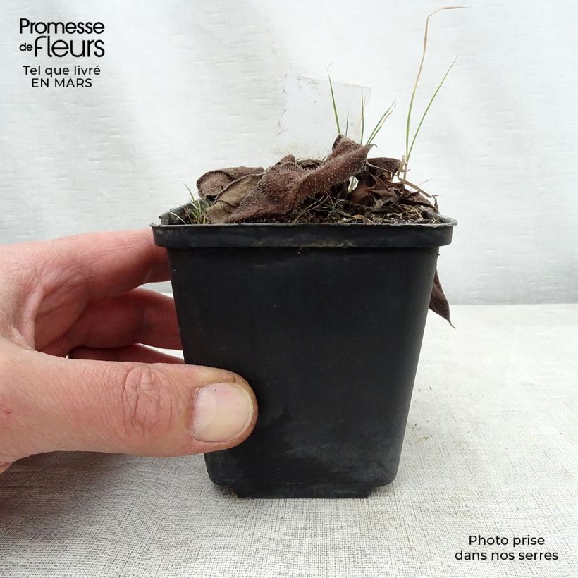 Exemplar von Lungenkraut Diane Clare - Pulmonaria Kleine Töpfe von 8/9 cm wie im Frühjahr geliefert