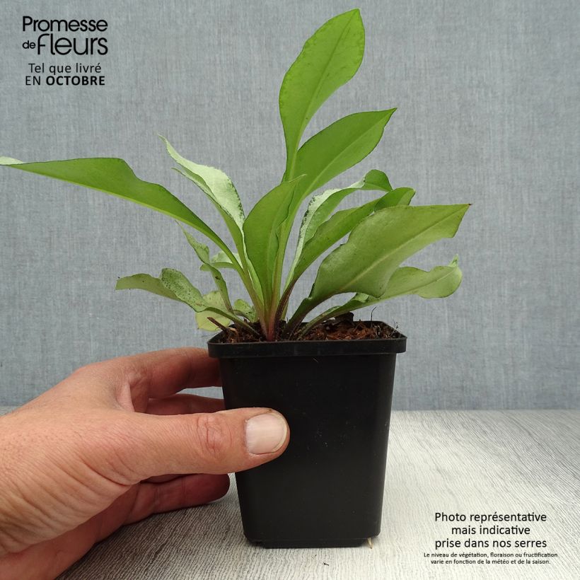 Exemplar von Lungenkraut Diane Clare - Pulmonaria Kleine Töpfe von 8/9 cm wie im Herbst geliefert