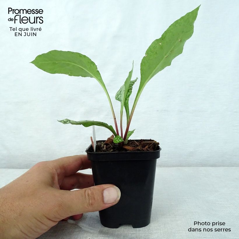 Exemplar von Lungenkraut Diane Clare - Pulmonaria Kleine Töpfe von 8/9 cm wie im Sommer geliefert