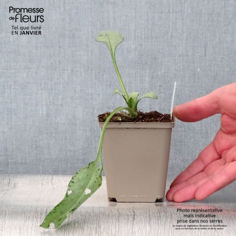 Exemplar von Lungenkraut Diane Clare - Pulmonaria Kleine Töpfe von 8/9 cm wie im Winter geliefert