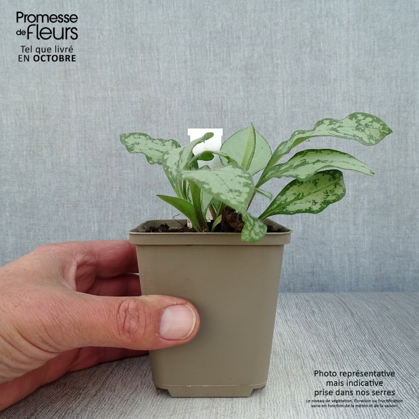 Exemplar von Lungenkraut Majesté - Pulmonaria Kleine Töpfe von 8/9 cm wie im Herbst geliefert