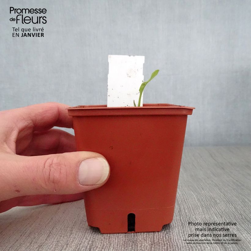 Exemplar von Lungenkraut Majesté - Pulmonaria Kleine Töpfe von 8/9 cm wie im Winter geliefert