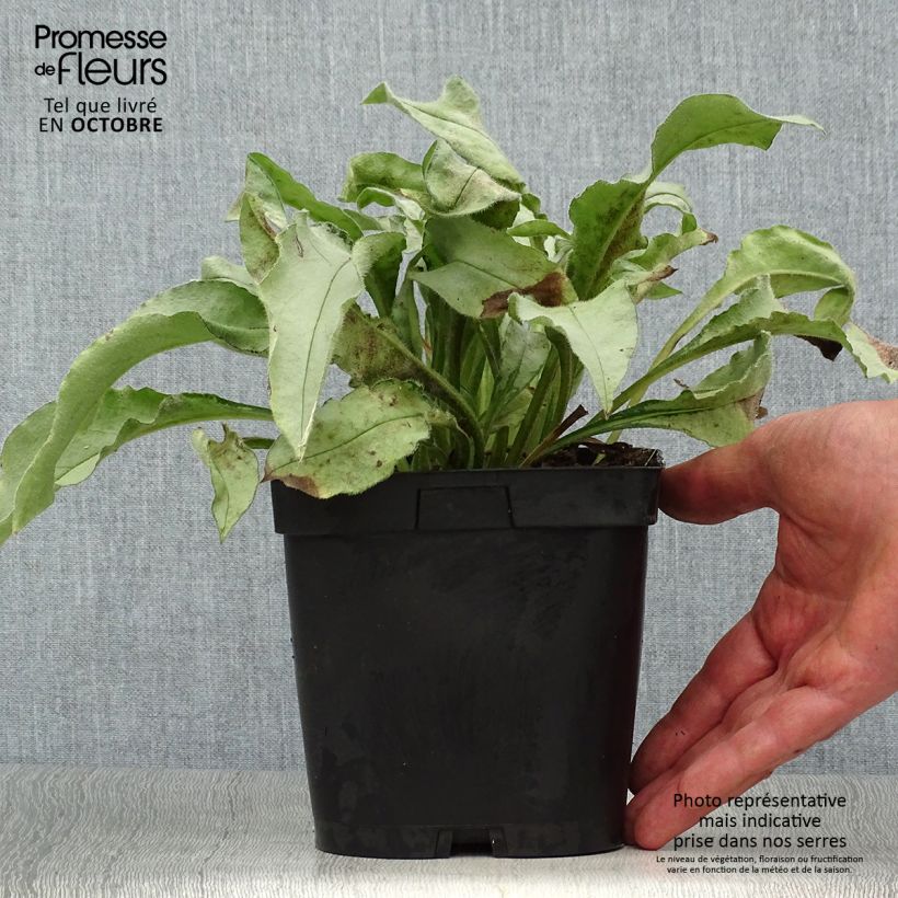 Exemplar von Lungenkraut Majesté - Pulmonaria Topf mit 2L/3L wie im Herbst geliefert