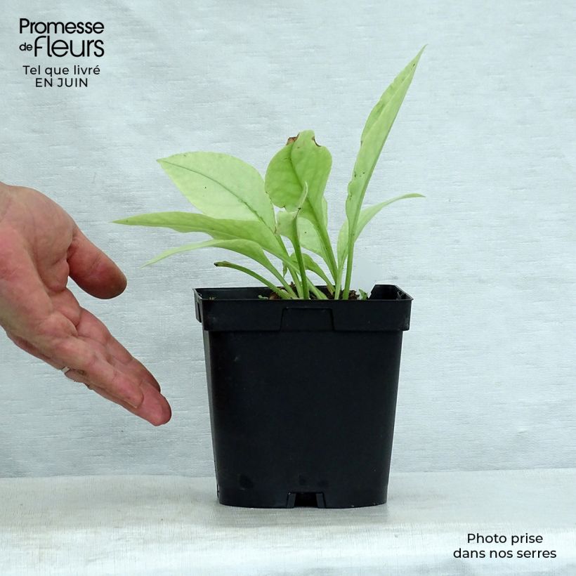 Exemplar von Lungenkraut Majesté - Pulmonaria Topf mit 2L/3L wie im Sommer geliefert