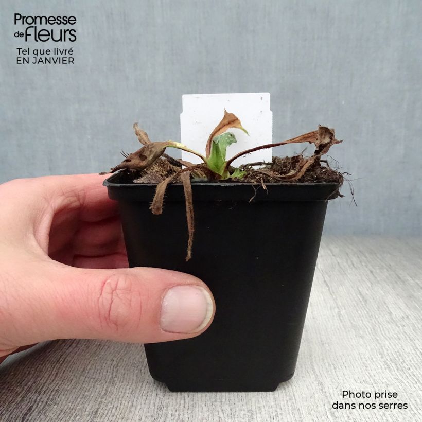 Exemplar von Lungenkraut Sissinghurst White - Pulmonaria Kleine Töpfe von 8/9 cm wie im Winter geliefert