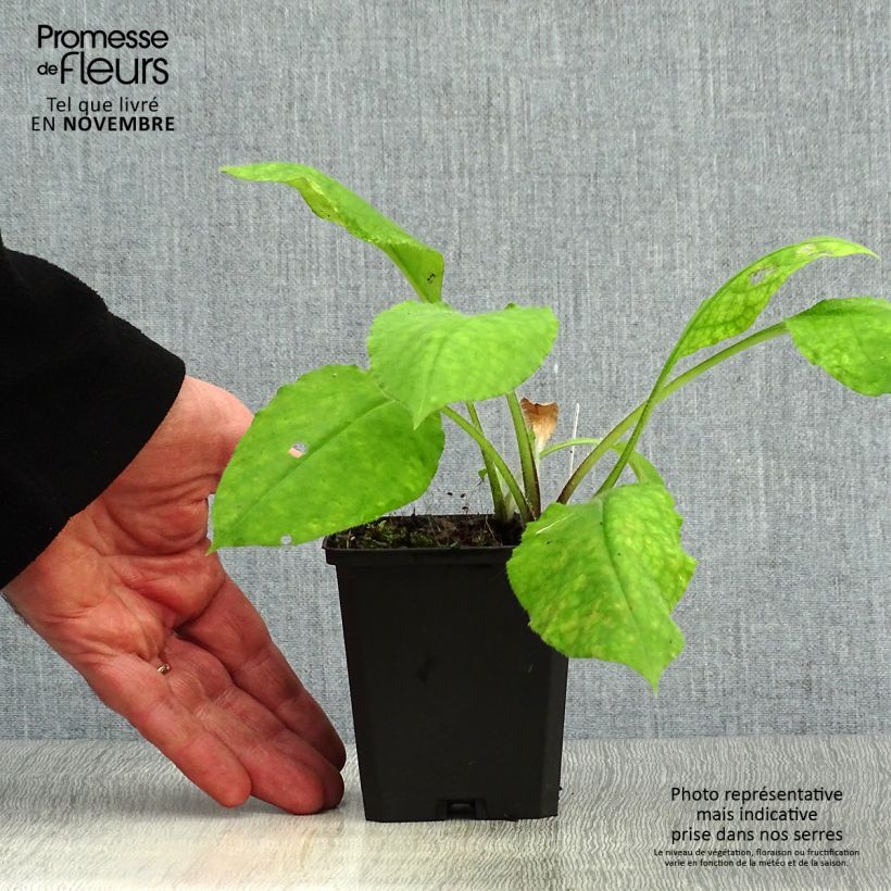 Exemplar von Rotes Lungenkraut - Pulmonaria rubra Kleine Töpfe von 8/9 cm wie im Herbst geliefert