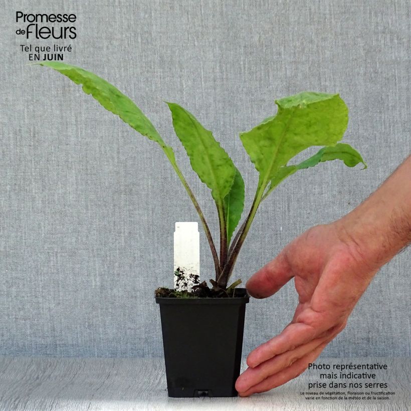 Exemplar von Rotes Lungenkraut - Pulmonaria rubra Kleine Töpfe von 8/9 cm wie im Sommer geliefert